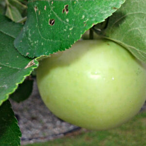 Pommier Jaune transparent