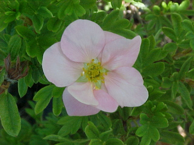 Potentille Pink Beauty – Image 3