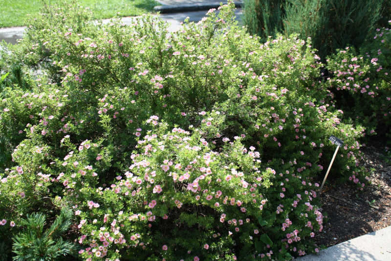 Potentille Pink Beauty – Image 2