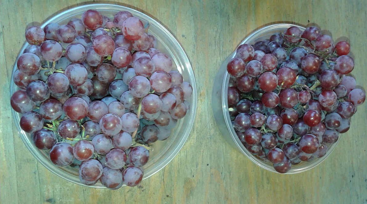 Vigne à raisin Somerset – Image 2