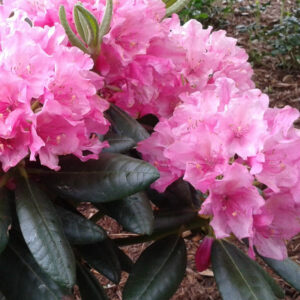 Rhododendron 'Haaga'