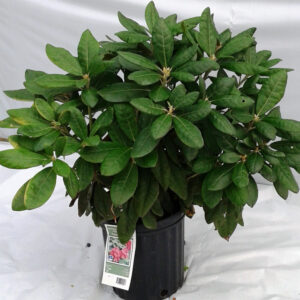 Rhododendron 'Helikki'