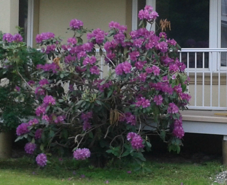 Rhododendron P.J.M. – Image 3