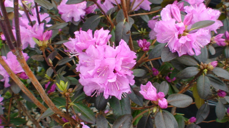 Rhododendron P.J.M.