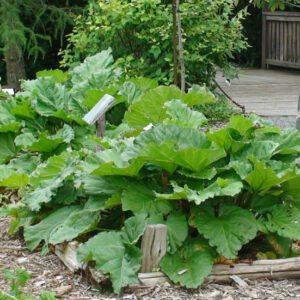 Rhubarbe Victoria