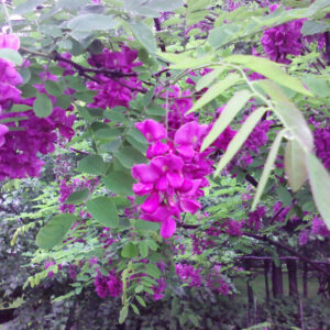 Robinier Purple Robe