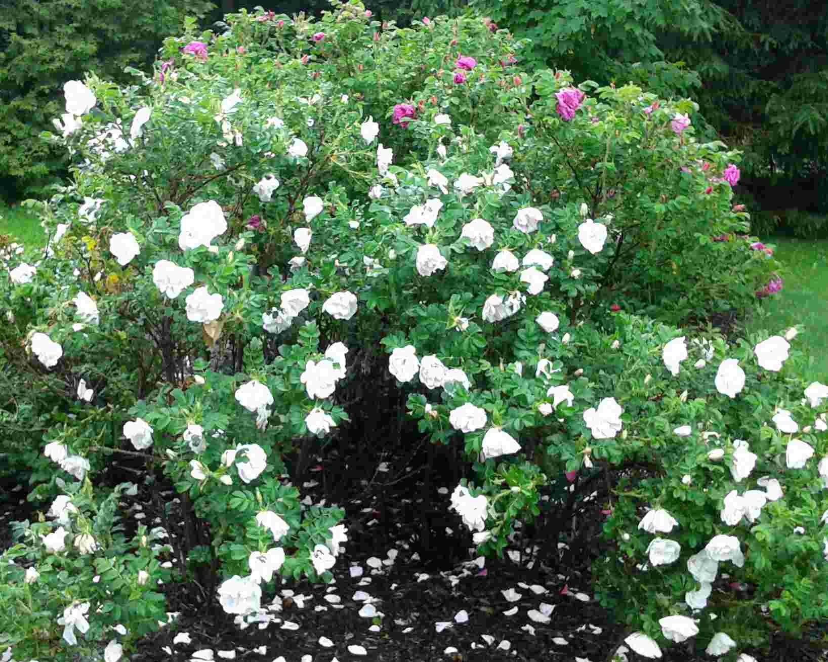 Rosier Blanc Double de Coubert – Image 2