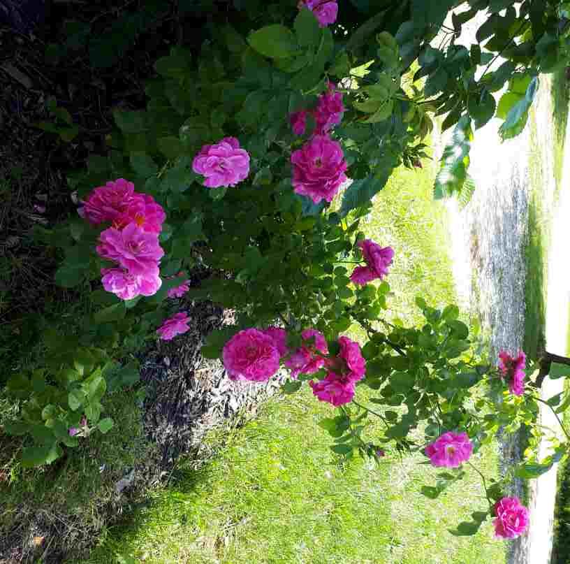 Rosier John Cabot – Image 2