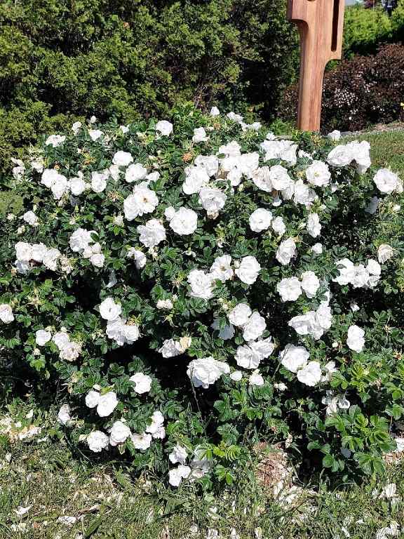 Rosier Blanc Double de Coubert – Image 3