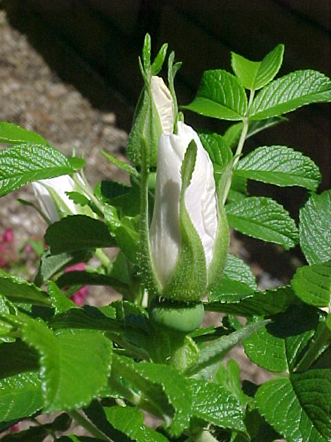 Rosier Blanc Double de Coubert – Image 4