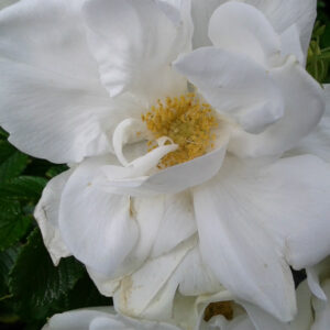 Rosier Blanc Double de Coubert