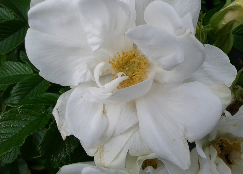 Rosier Blanc Double de Coubert