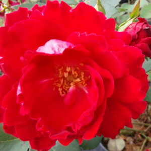 Rosier Champlain