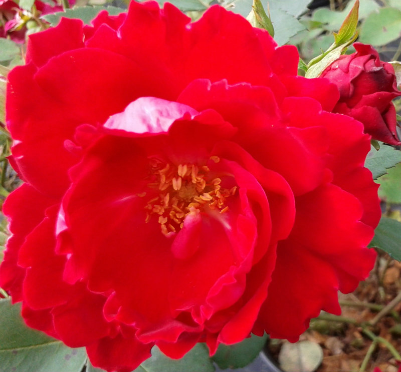 Rosier Champlain