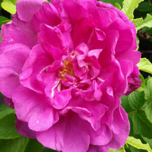 Rosier Hansa
