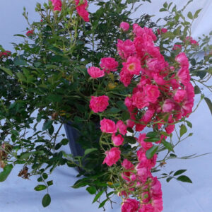 Rosier Lovely Fairy