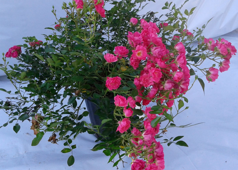 Rosier Lovely Fairy