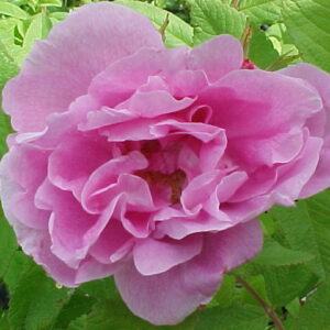 Rosier Thérèse Bugnet