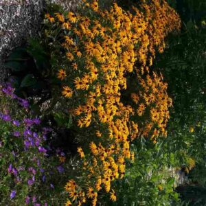Rudbeckie Goldsturm