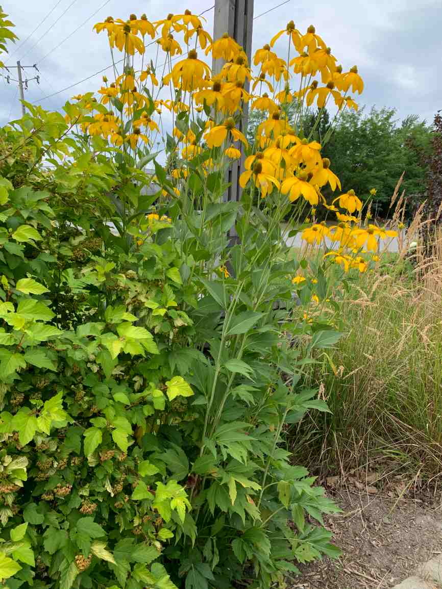 Rudbeckie Herbstonne – Image 3