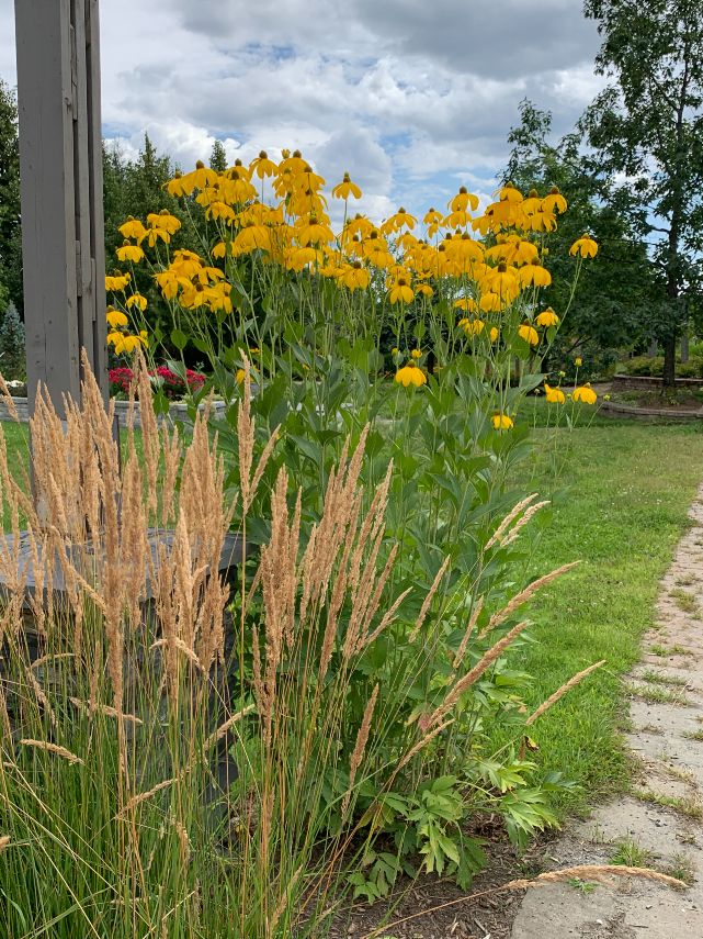 Rudbeckie Herbstonne – Image 4