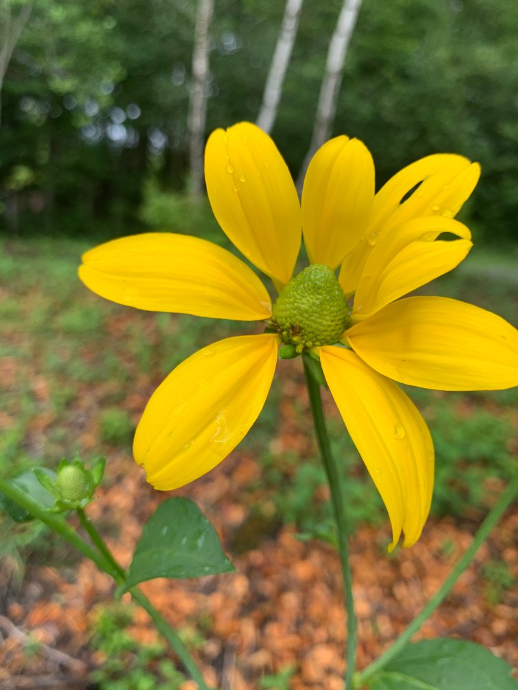 Rudbeckie Herbstonne – Image 5