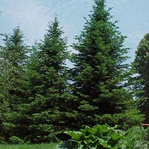 Sapin baumier