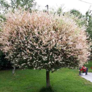 Saule maculé sur tige