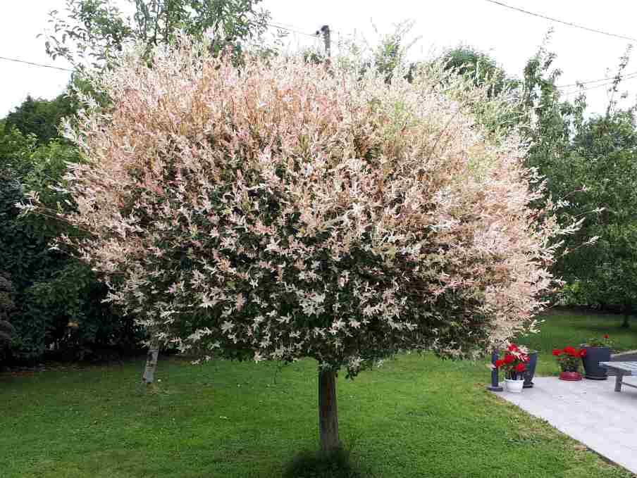 Saule maculé sur tige