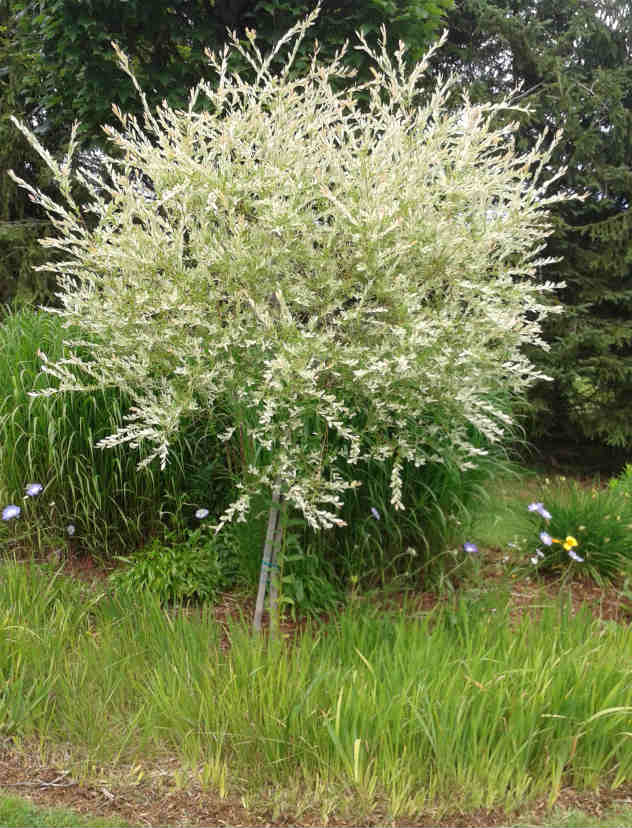 Saule maculé sur tige – Image 3