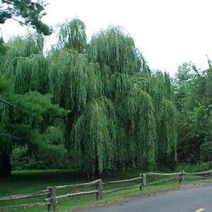 Saule pleureur
