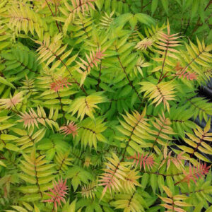 Sorbaria Sem