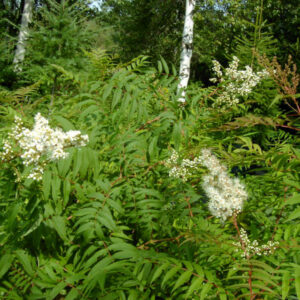 Sorbaria à feuilles de sorbier