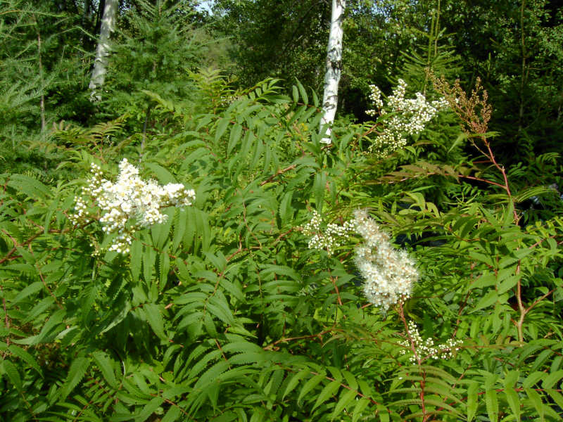 Sorbaria à feuilles de sorbier
