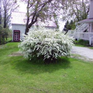 Spirée Arguta 'Graciosa'
