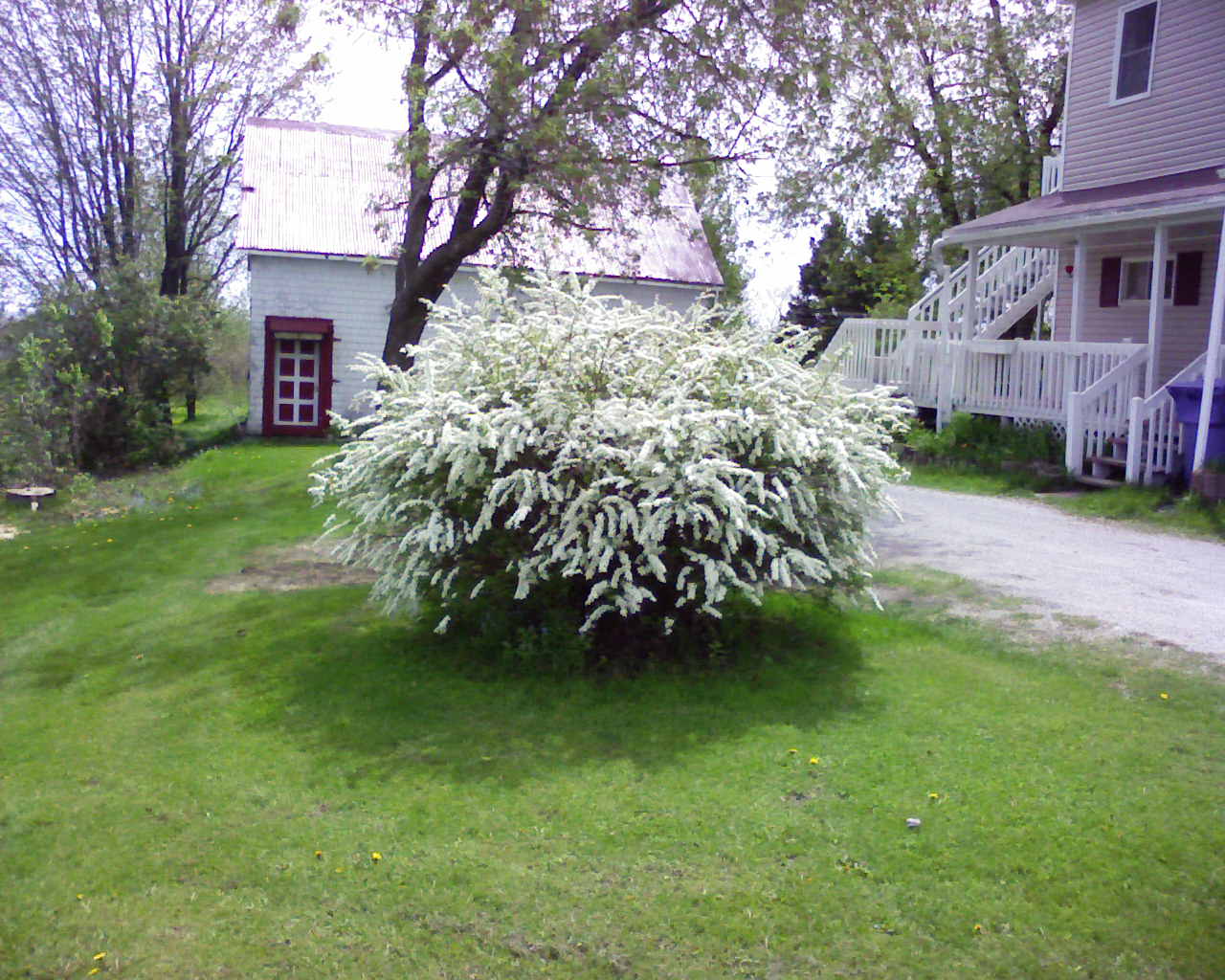 Spirée Arguta 'Graciosa'