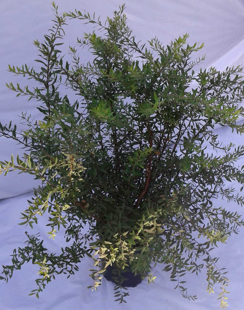 Spirée Arguta 'Graciosa' – Image 2