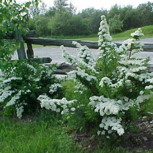 Spirée Snowmound
