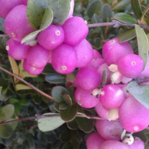 Symphorine Magic Berry