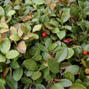 Thé des bois
