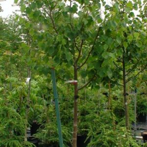 Tilleul Greenspire