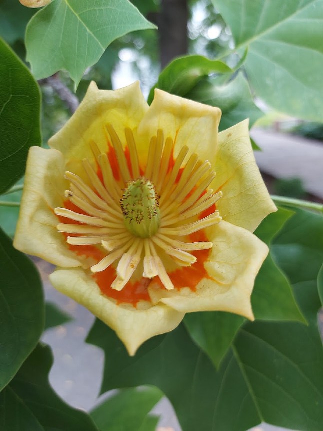 Tulipier de Virginie – Image 3