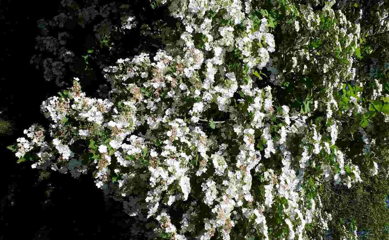 Pimbina – Image 11