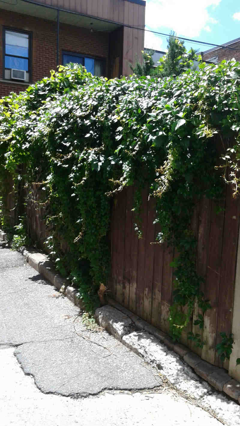 Vigne vierge d`Engelman – Image 7