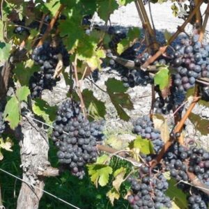 Vigne à raisin Montréal Blues