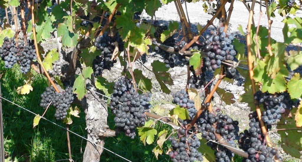 Vigne à raisin Montréal Blues
