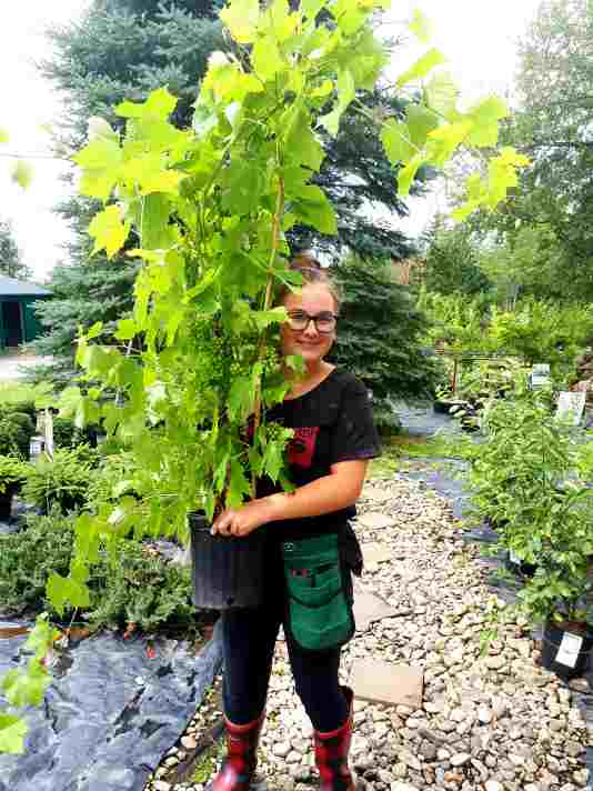 Vigne à raisin Brianna