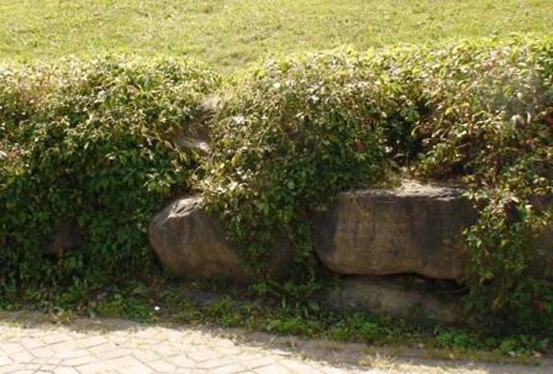 Vigne vierge d`Engelman – Image 10