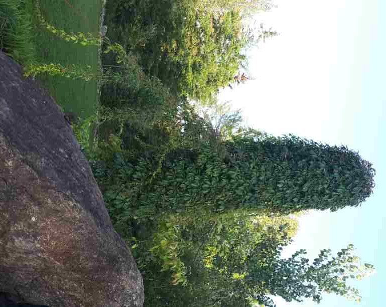 Vigne vierge d`Engelman – Image 9