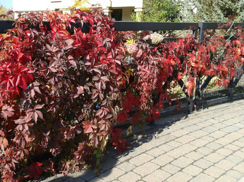 Vigne vierge d`Engelman – Image 4
